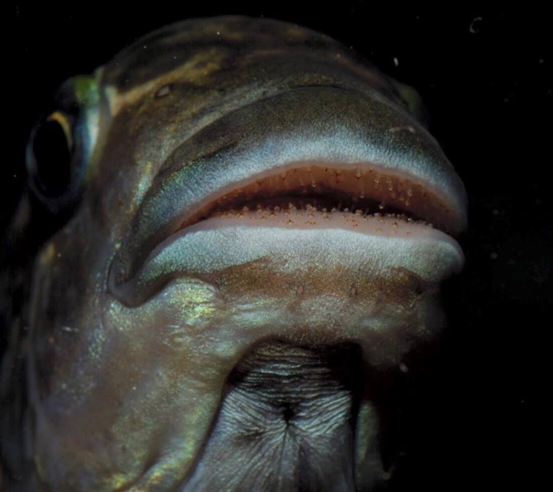 Petrochromis sp. 'texas' Mahale Mountains NP